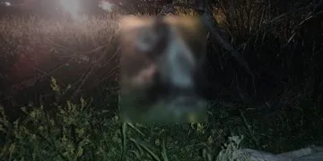 17 köpek ağaca asılı bulundu