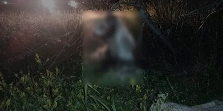 17 köpek ağaca asılı bulundu