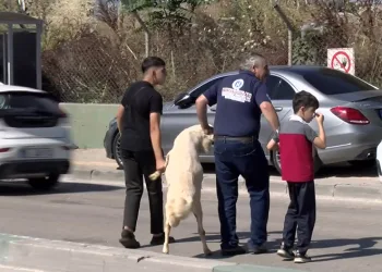 Kurbanlığı ayaklarından tutup çocuk gibi yürüttüler