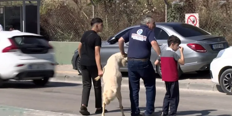 Kurbanlığı ayaklarından tutup çocuk gibi yürüttüler