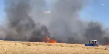 Ergani ilçesinde ekili arazi küle döndü