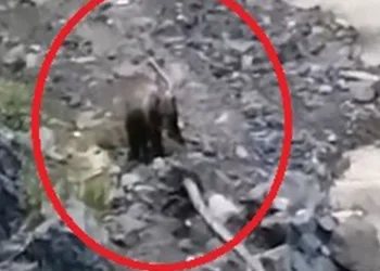 Çaya inen ayılar vatandaşlar tarafından görüntülendi