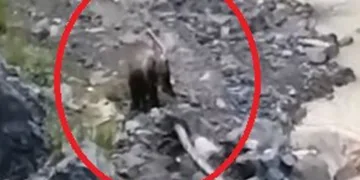 Çaya inen ayılar vatandaşlar tarafından görüntülendi