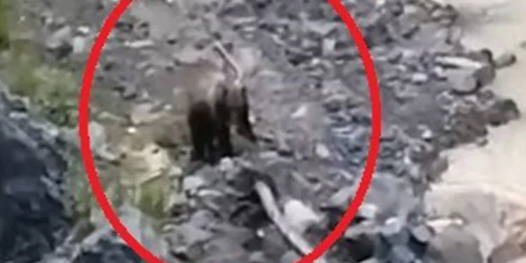 Çaya inen ayılar vatandaşlar tarafından görüntülendi