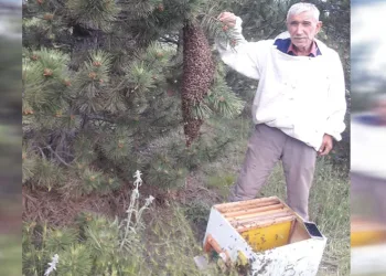 Oğul veren arılar ilginç görüntü oluşturdu