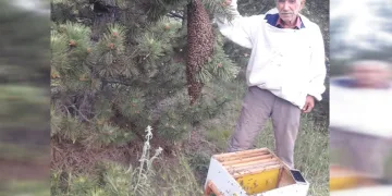 Oğul veren arılar ilginç görüntü oluşturdu