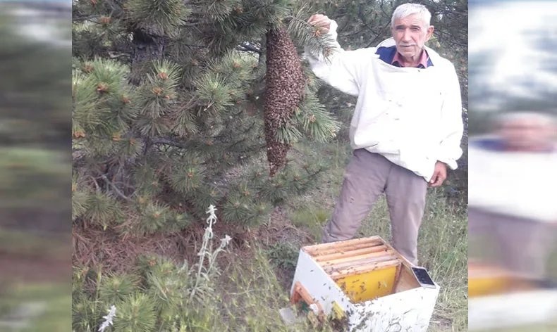 Oğul veren arılar ilginç görüntü oluşturdu