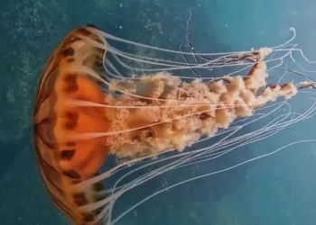Zehirli denizanaları İstanbul’da