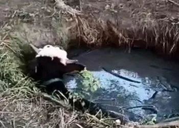 Kuyuda mahsur kalan ineği kurtardılar