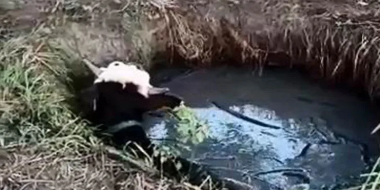 Kuyuda mahsur kalan ineği kurtardılar