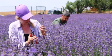 Gezide gördükleri lavanta hayatlarına renk kattı