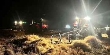 Arpa ekili tarla küle döndü
