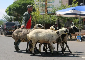 Kurbanlıkların çoğu satıldı, besicilerin yüzü güldü