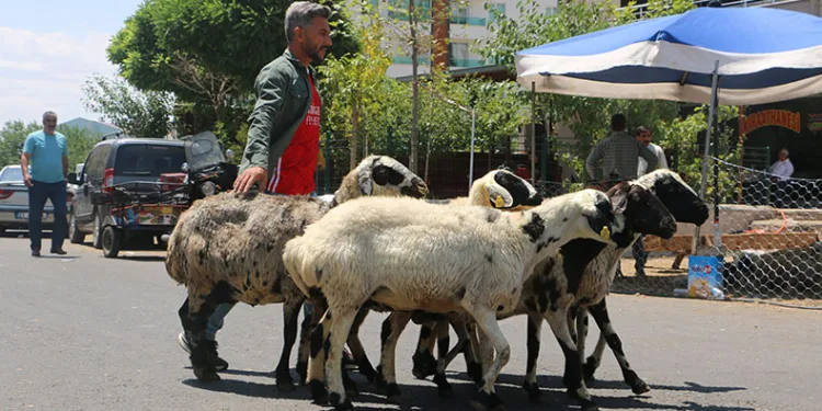 Kurbanlıkların çoğu satıldı, besicilerin yüzü güldü