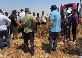 50 dönümlük ekili tarla küle döndü