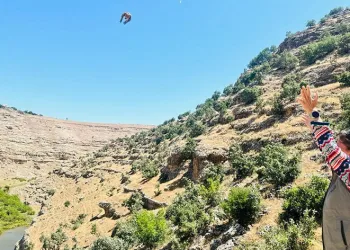 600 kınalı keklik doğaya salındı