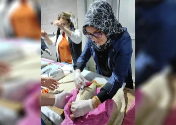 Sazan balıklarının sağımları başladı