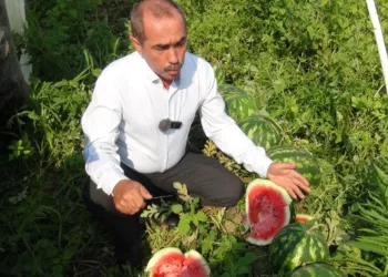 “Bir römork karpuz, işçi yevmiyelerini karşılamıyor”