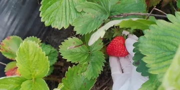Hasat öncesi çilek bahçeleri kontrol edildi