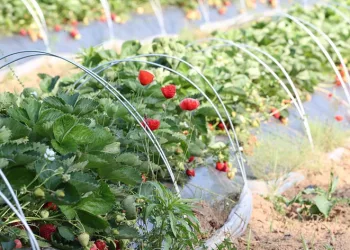 Çilek hasadı hava muhalefetinden dolayı ertelendi