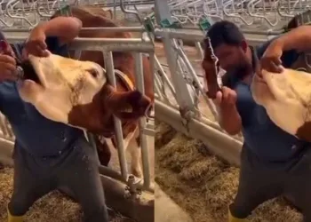 İneğe içki şişesinde sıvı veren şahıs yakalandı