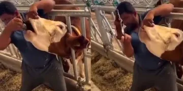 İneğe içki şişesinde sıvı veren şahıs yakalandı