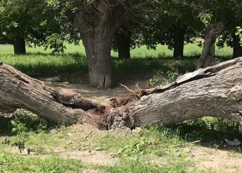 Asırlık dut ağacı ortadan ikiye ayrıldı