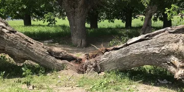 Asırlık dut ağacı ortadan ikiye ayrıldı