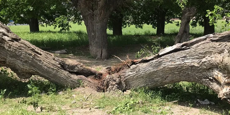Asırlık dut ağacı ortadan ikiye ayrıldı