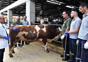 Kurban yakalama timleri göreve hazı