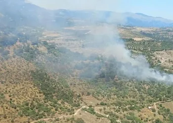 İzmir’de orman yangını
