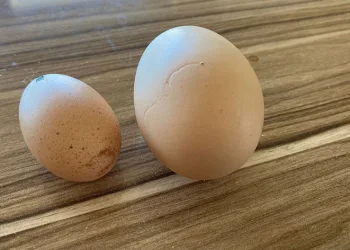 Tavuğun yaptığı mini yumurta şaşırttı