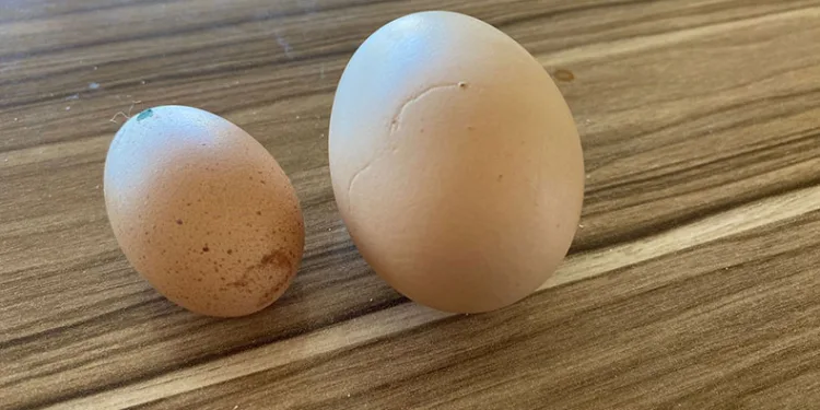 Tavuğun yaptığı mini yumurta şaşırttı