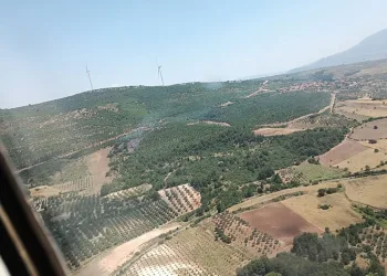 Manisa’da orman yangını