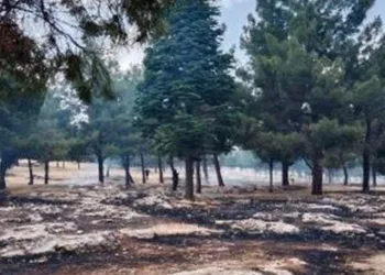 Ormanlık alanda çıkan yangın korkuttu