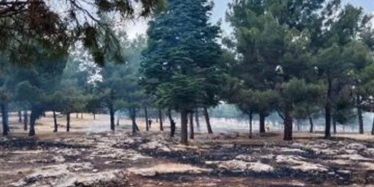 Ormanlık alanda çıkan yangın korkuttu