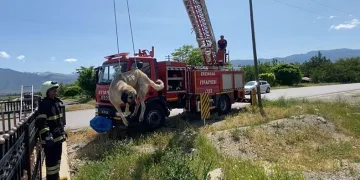 Dere yatağına düşen köpeği itfaiye kurtardı