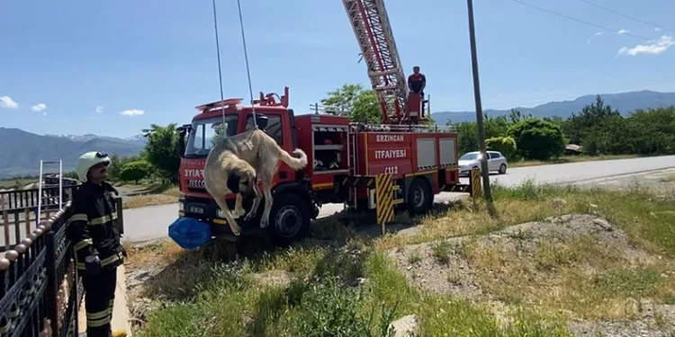 Dere yatağına düşen köpeği itfaiye kurtardı