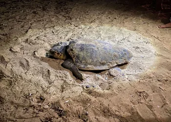 Caretta caretta yuvasına çitli koruma