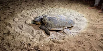 Caretta caretta yuvasına çitli koruma