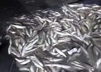 2 ton inci kefali kurtarıldı