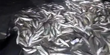 2 ton inci kefali kurtarıldı