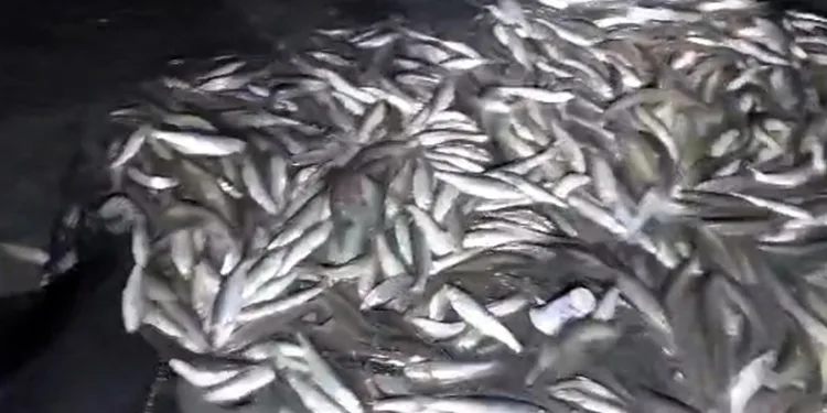 2 ton inci kefali kurtarıldı