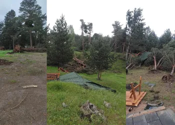 Rüzgar ağaçları yerinden söktü