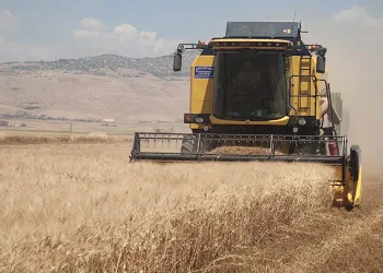 Buğday tarlalarında hasat mesaisi başladı