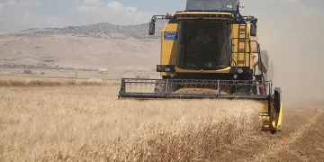 Buğday tarlalarında hasat mesaisi başladı