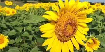 Ayçiçekleri kendini gösterdi