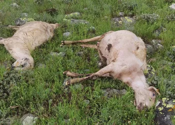 Yıldırım çarpması sonucu 5 koyun telef oldu