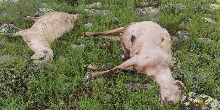 Yıldırım çarpması sonucu 5 koyun telef oldu