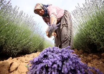 Lavanta tarlaları “mor turizm” için hazırlandı